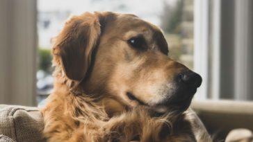 Sensitive stomach dog food