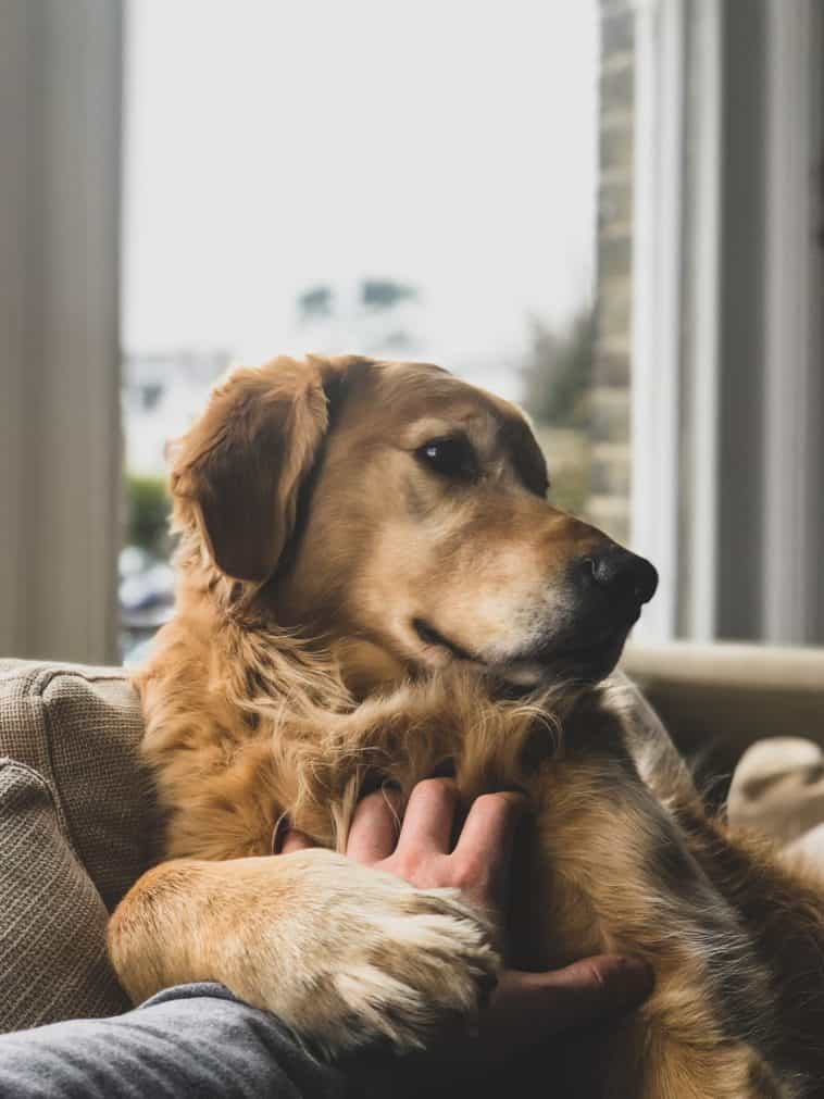 Sensitive stomach dog food