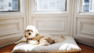 waterproof dog bed