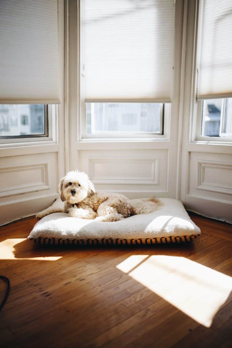 waterproof dog bed