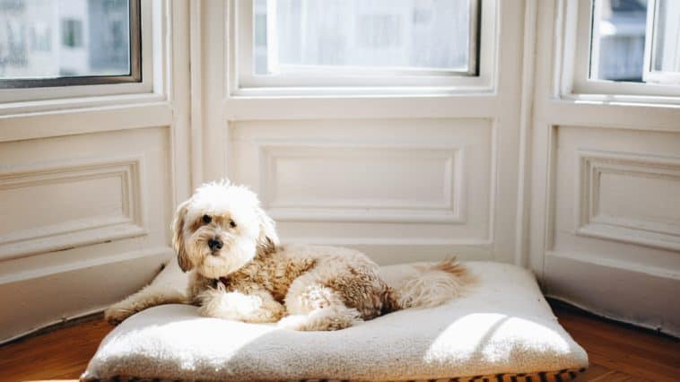 waterproof dog bed