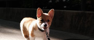 dog food container