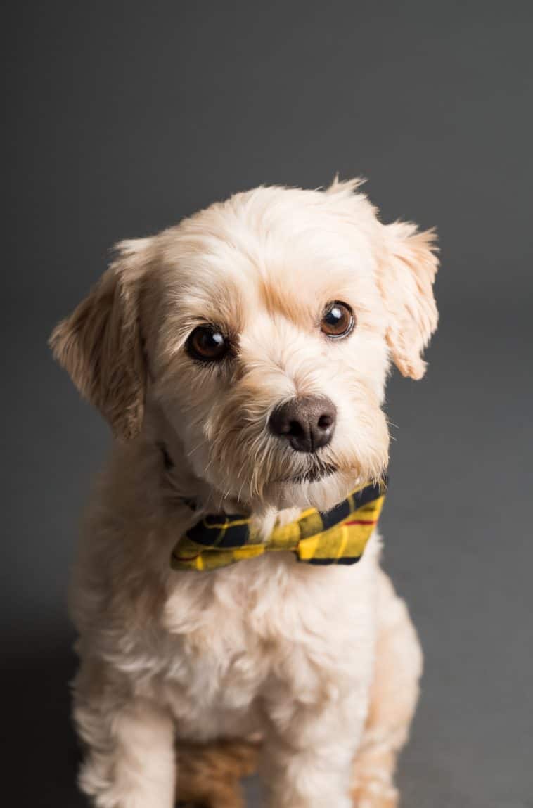 dog tuxedo