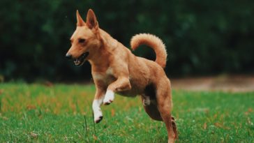 dog joint supplements