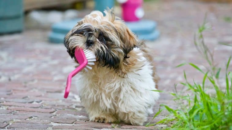 dog toothbrush