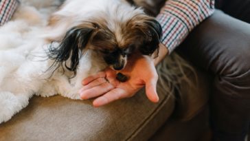 freeze dried dog treats