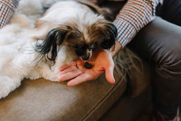 freeze dried dog treats