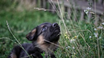 puppy playpen