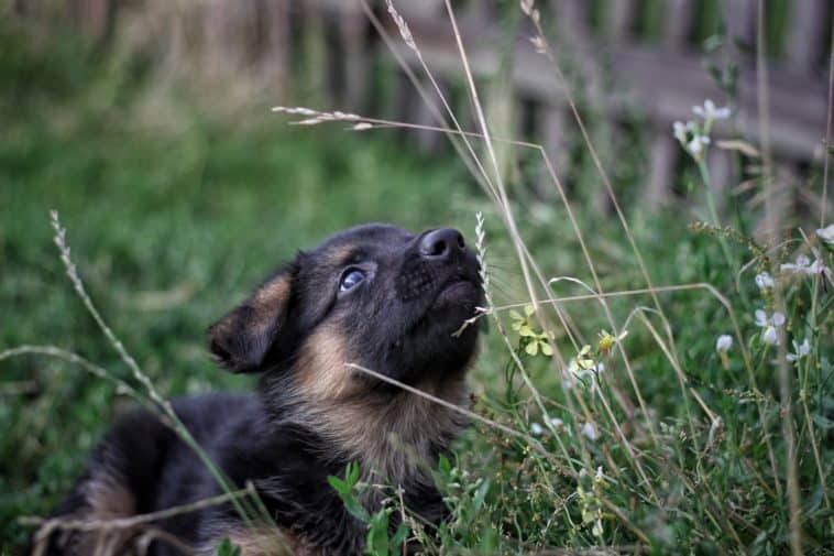 puppy playpen