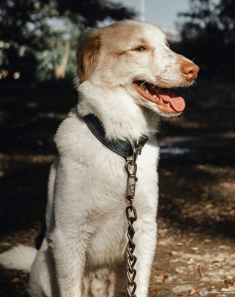 A dog's leash is attached to a dog collar or a dog harness