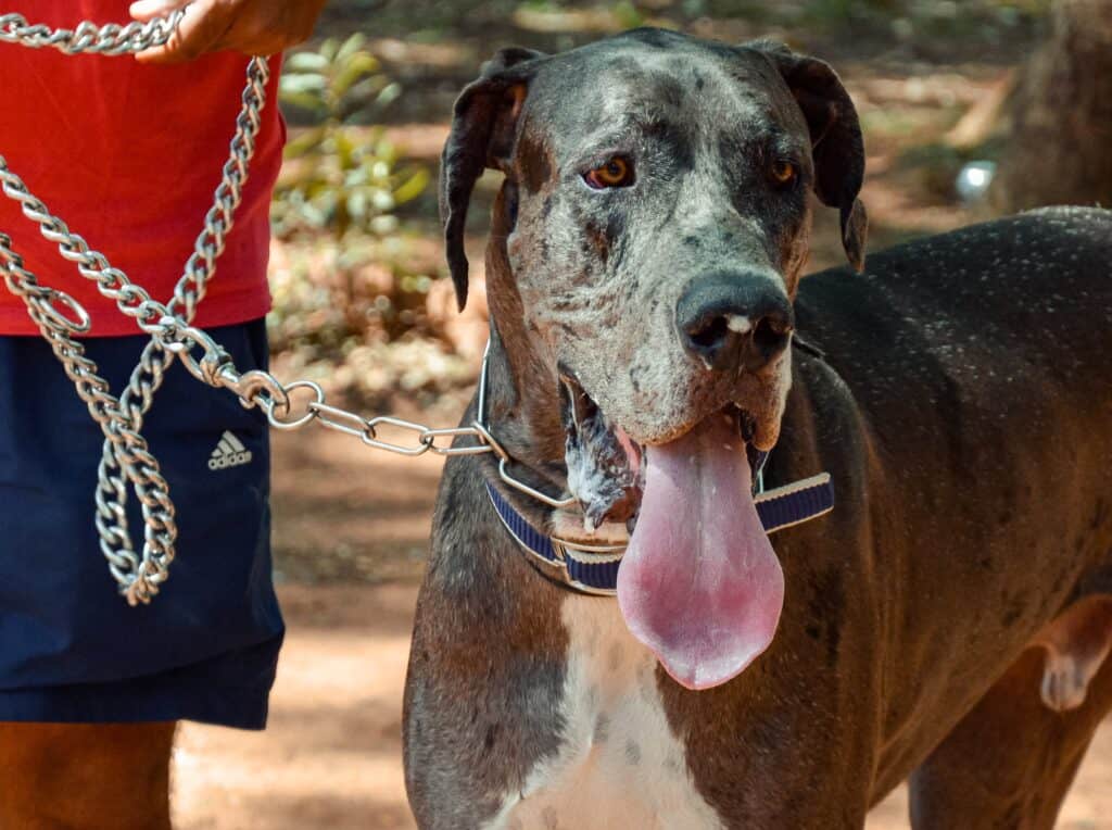 Chain dog leashes