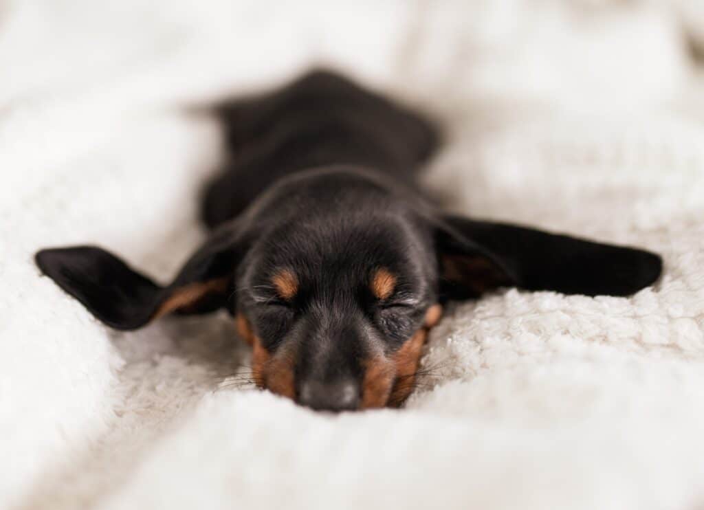 Dog breathing fast while asleep