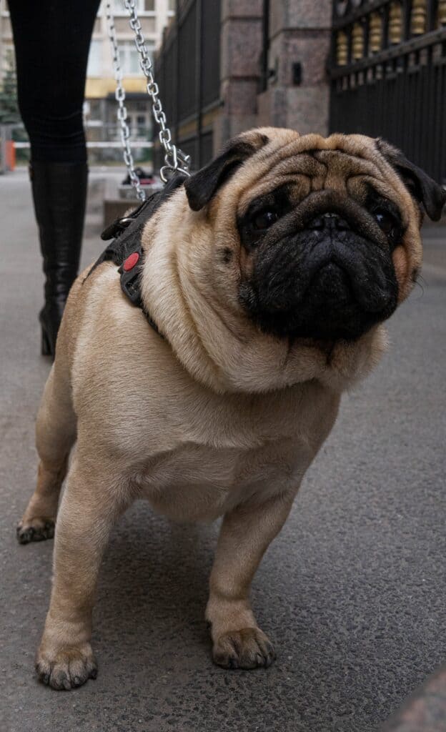 Dog pulls on dog's leash