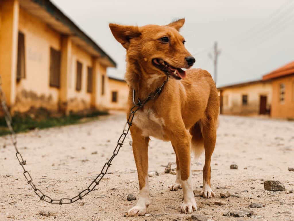 Pet owners gain control when the dog is pulling while walking with chain leashes