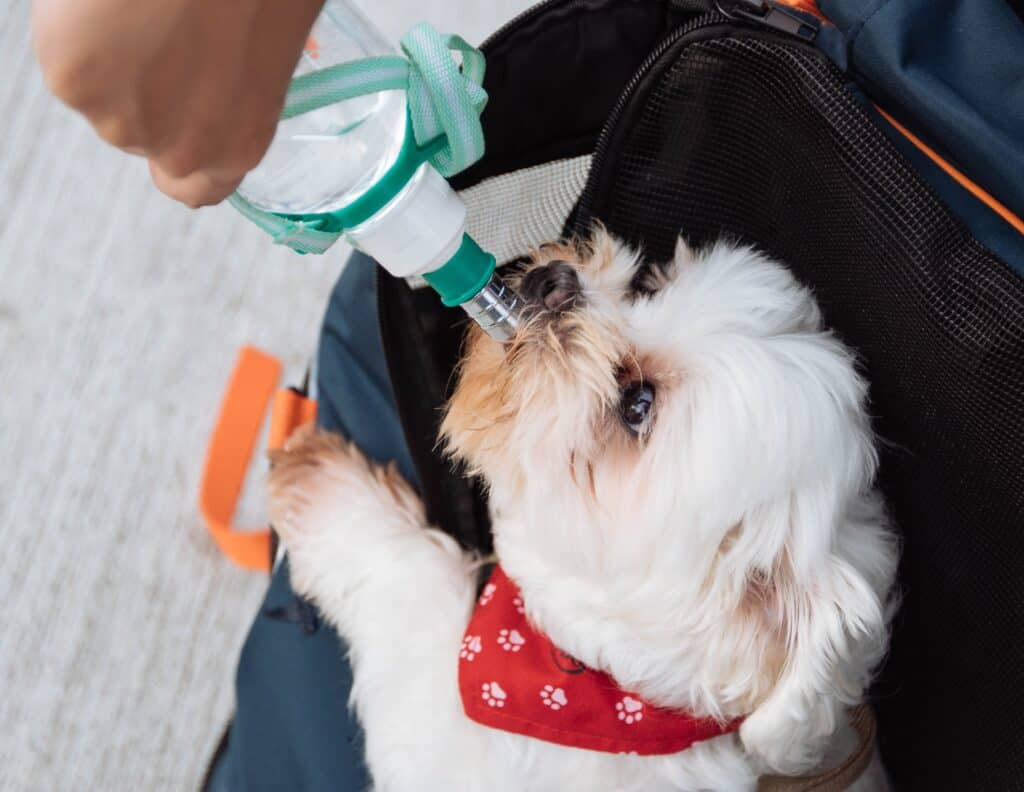 Puppy drinking