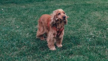 best dog food for cocker spaniel