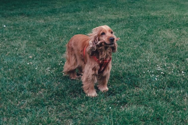 best dog food for cocker spaniel