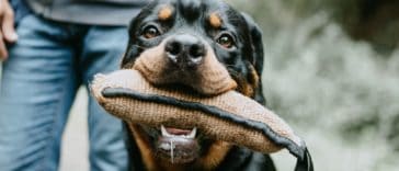 bite sleeve for dogs