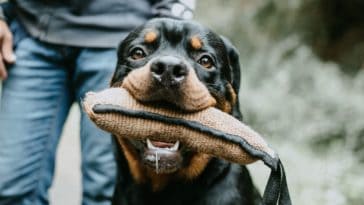 bite sleeve for dogs