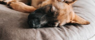 puppy breathing fast while sleeping