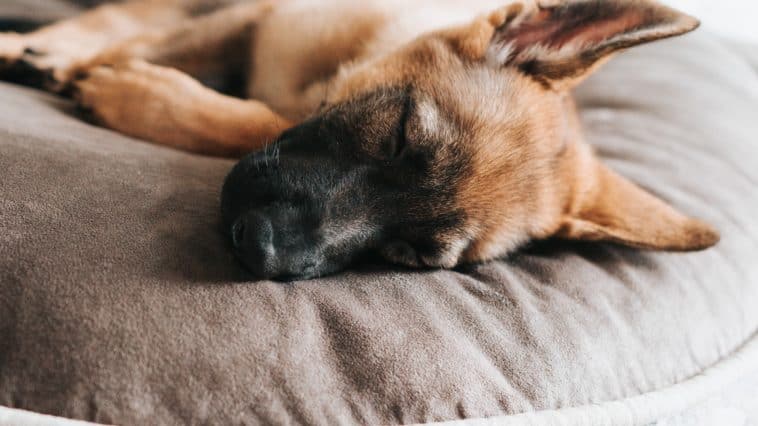 puppy breathing fast while sleeping