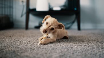 how to teach a puppy to lay down