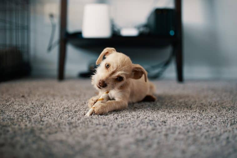 how to teach a puppy to lay down