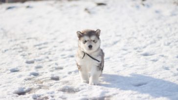 large breed puppy