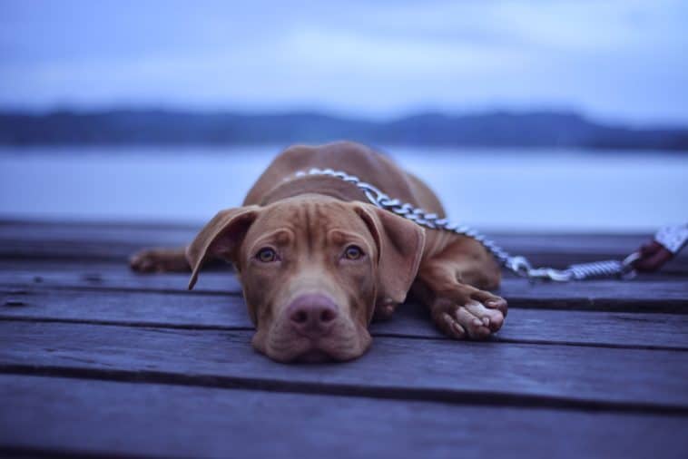 dog chain leash