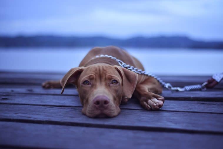 dog chain leash