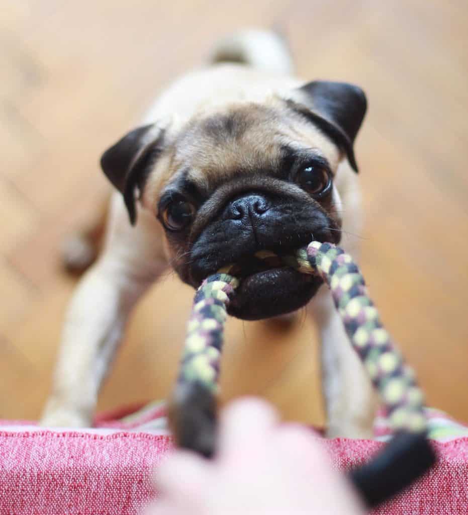 A dog pacifier may be a chew toy but not for powerful chewers