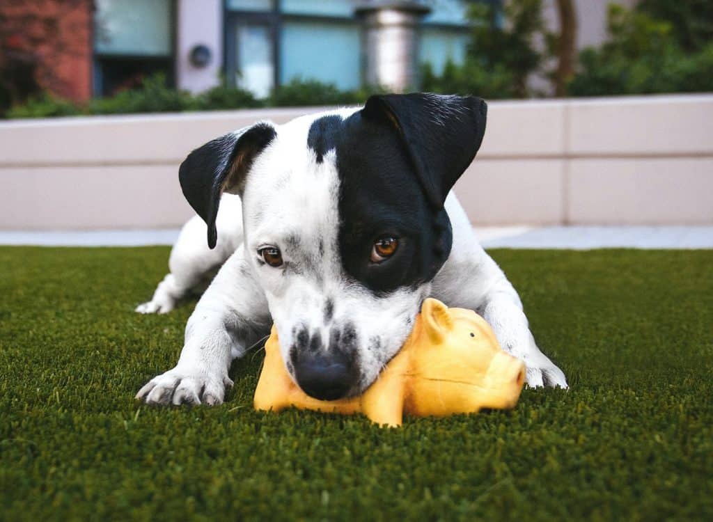As puppies start growing adult teeth, they need a chew toy to eliminate discomfort