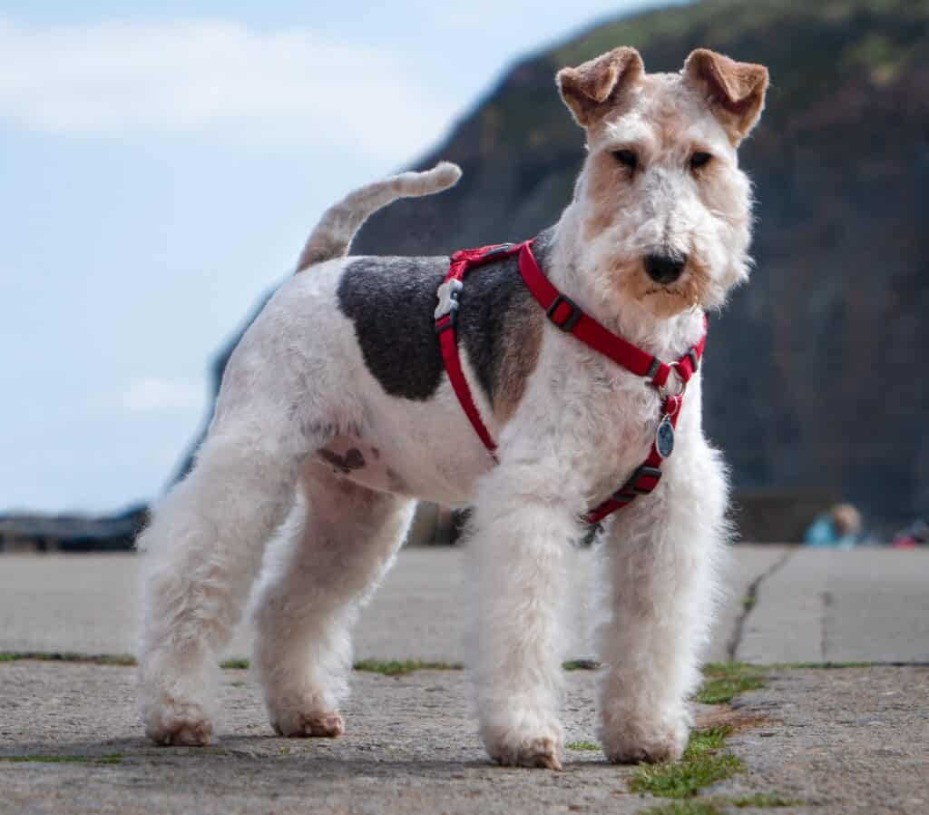 Consider your dog's speed, size, and weight when choosing the best treadmill for him