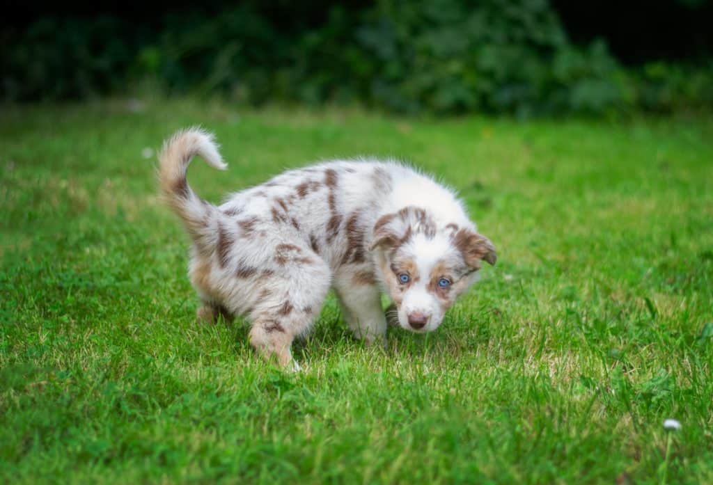 Crate training a new puppy might be an option to avoid a mess