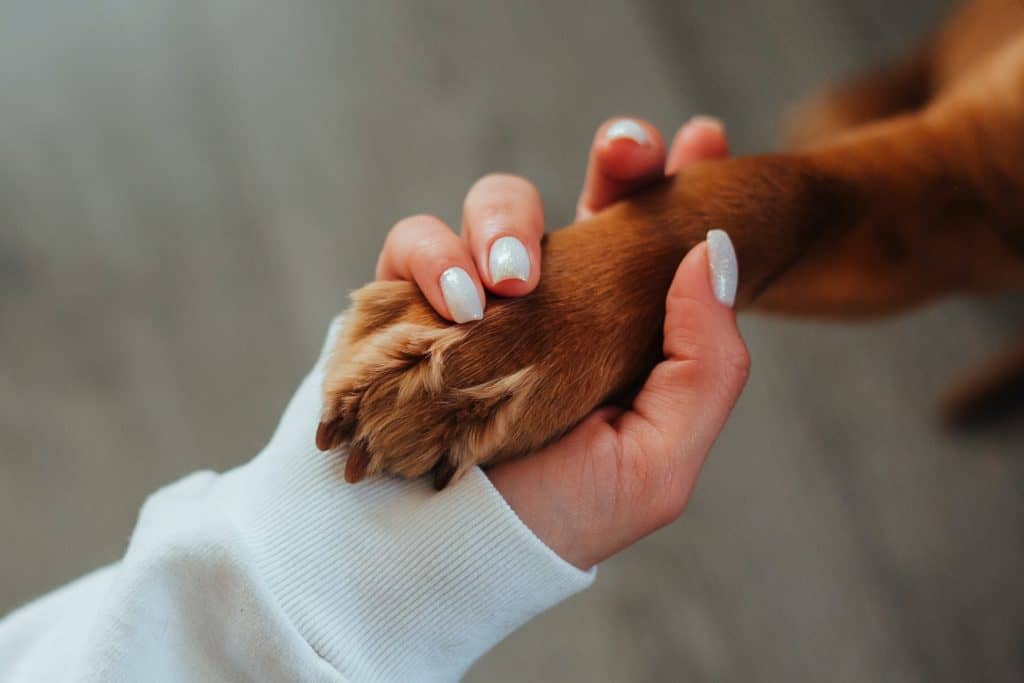 Creating a bond with your dog