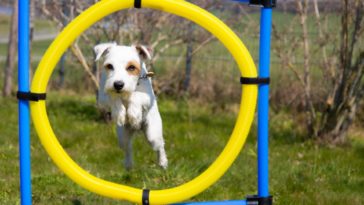 Dog Treadmill And Other Agility Equipment