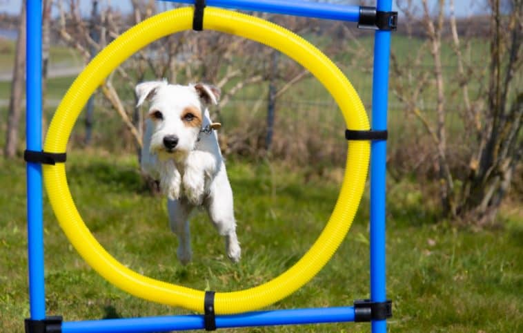 Dog Treadmill And Other Agility Equipment