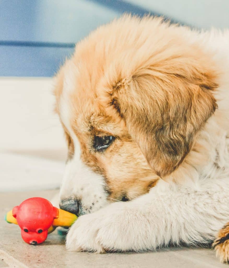 Dog chews on a chewy toy