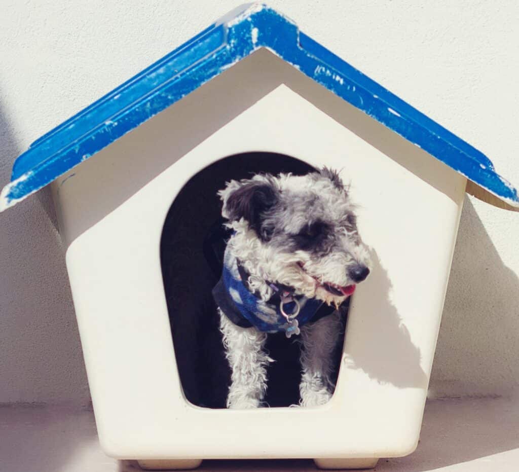 Get a dog house for indoor use that is easy to assemble yet durable