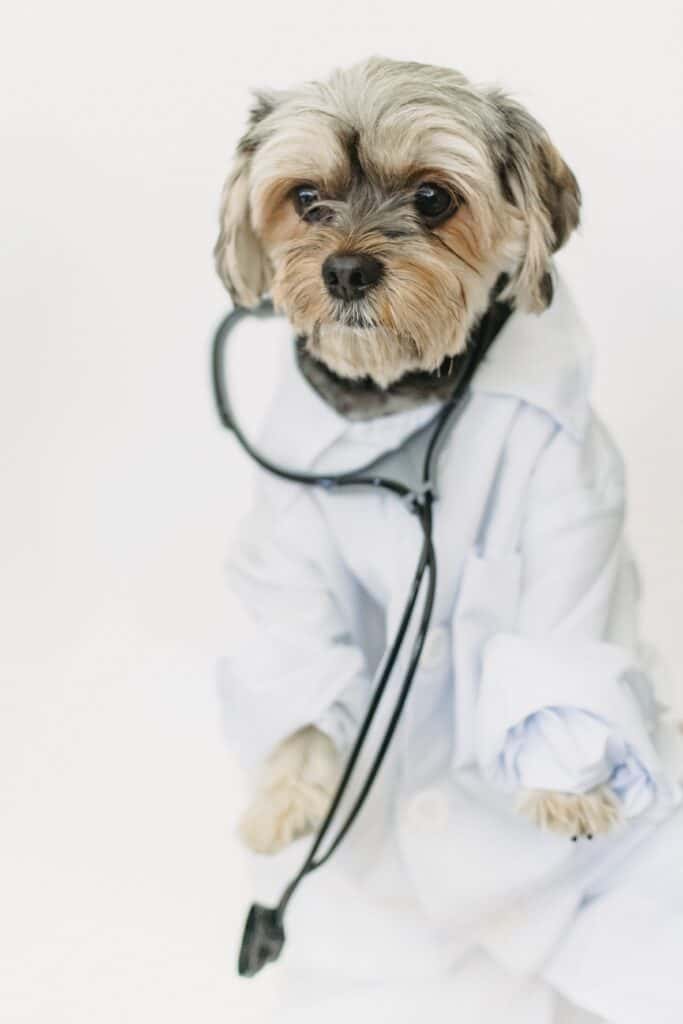 Get your dogs to the vet for proper treatment