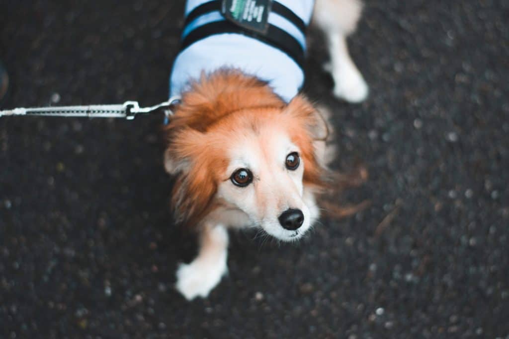 Getting any leash type as long as it is retractable may help your dog