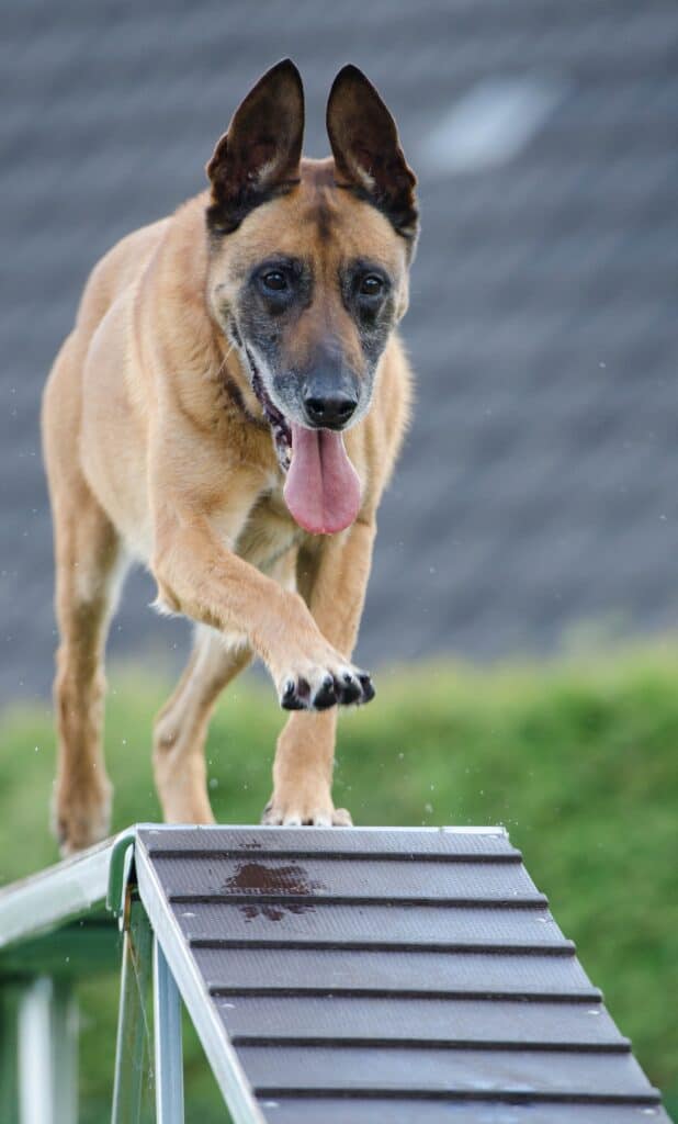 Give dogs more exercise