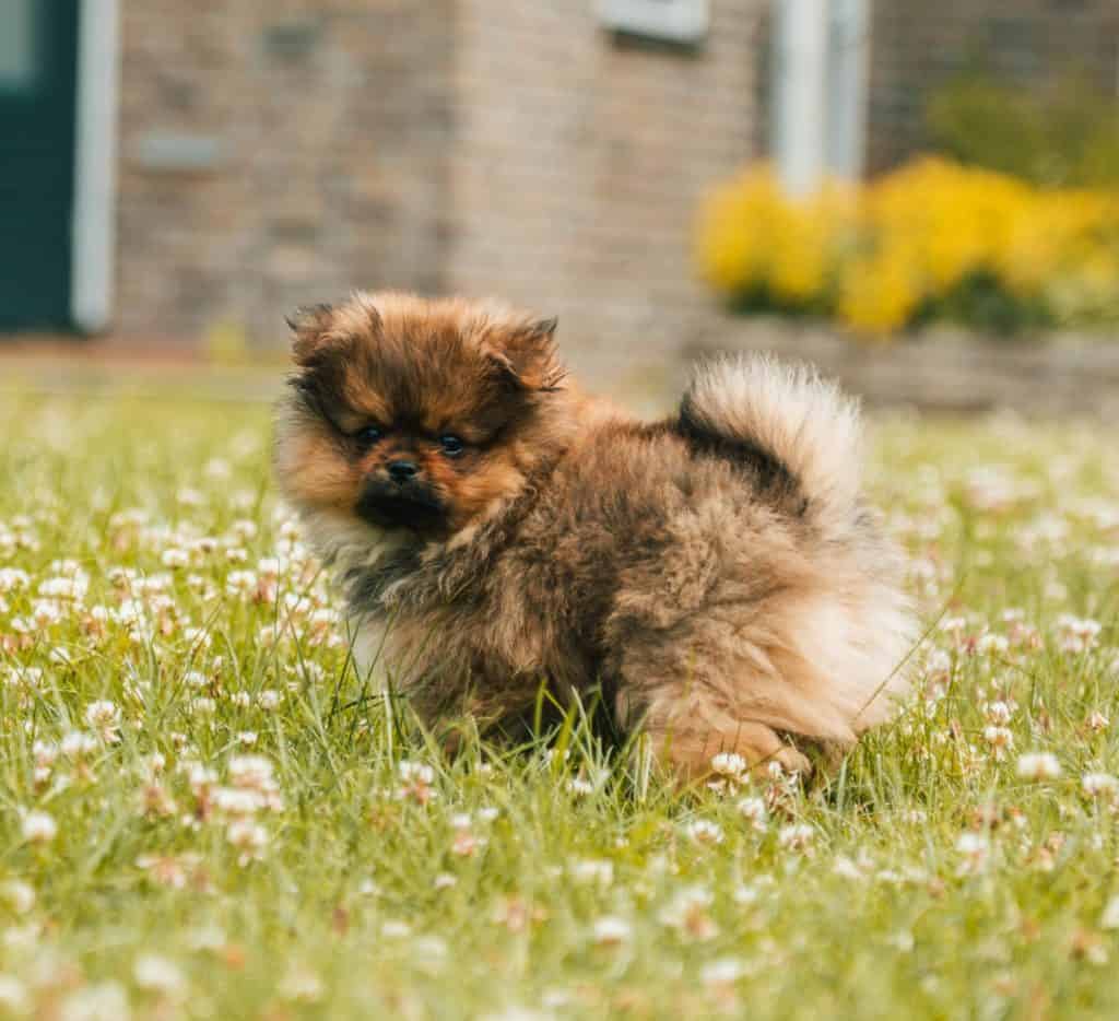 House train your pup for his puppy break