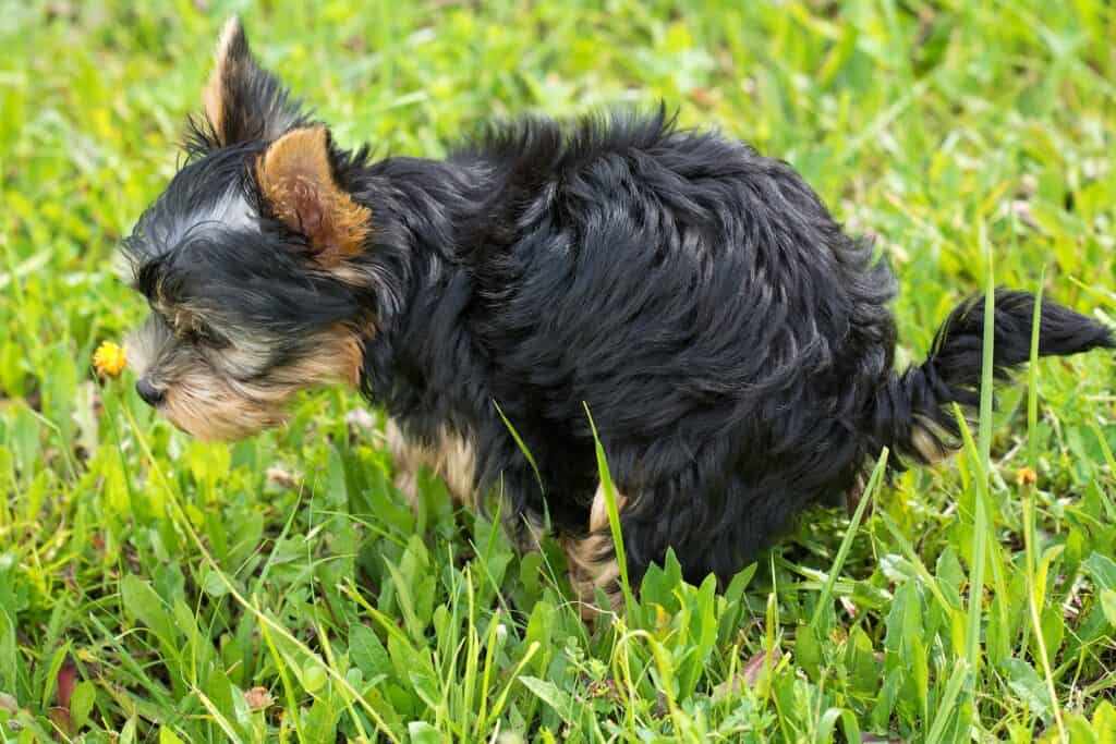 How To Make A Puppy Poop