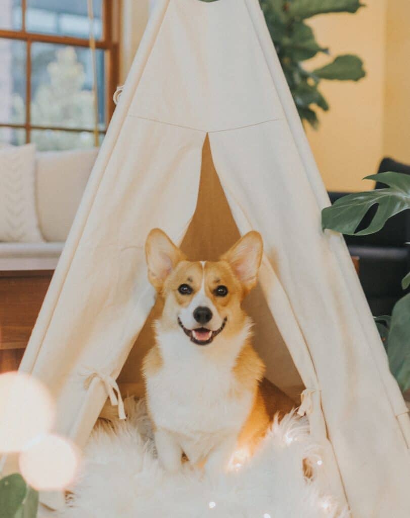 Keep your dogs comfortable with a new indoor dog house