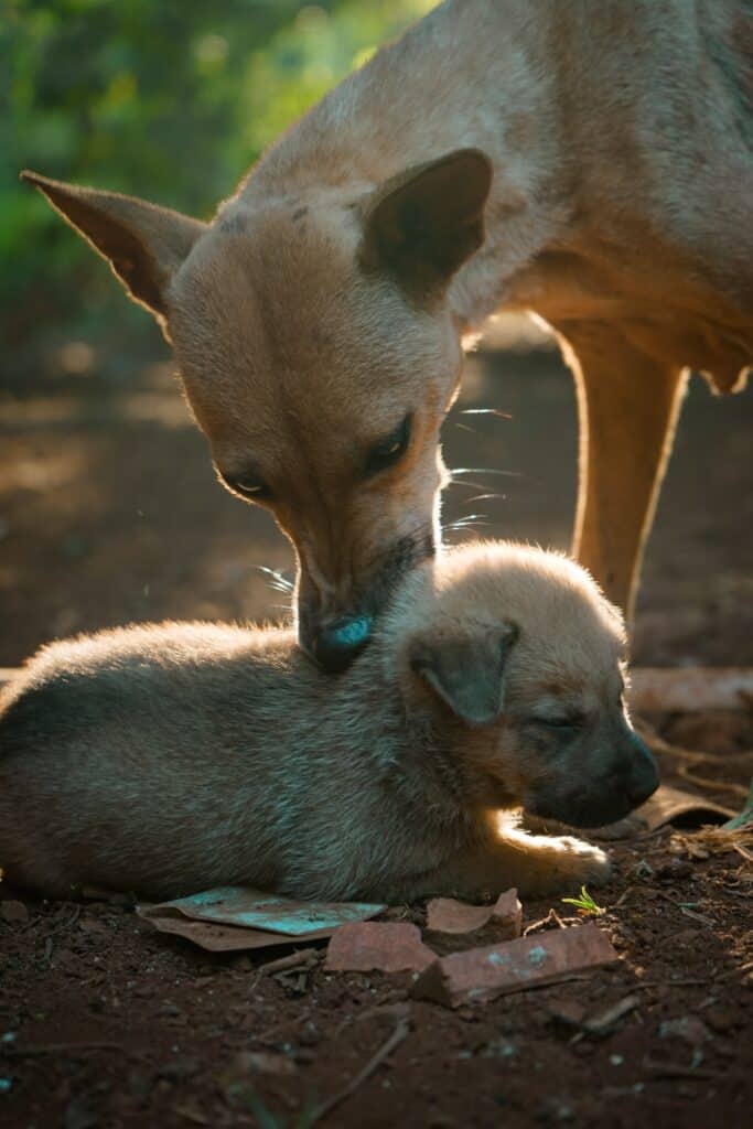 Mother dogs have pet care methods for taking care of their youngs