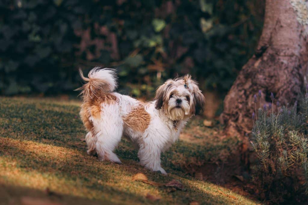 One method to avoid accidents inside the house is to designate a potty spot