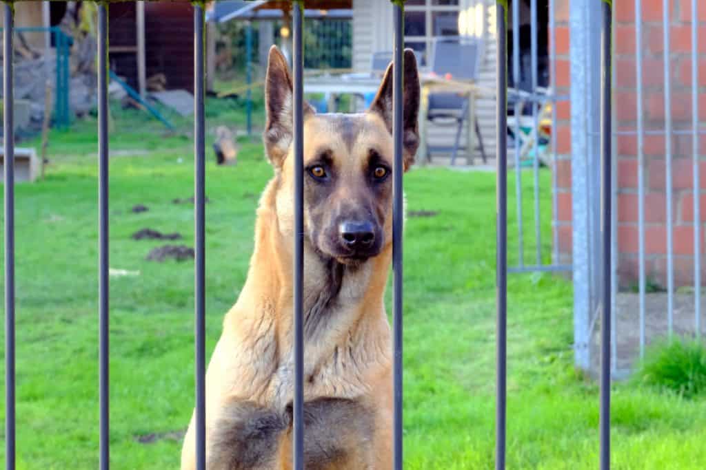 Potty training without a crate is possible even with an adult dog