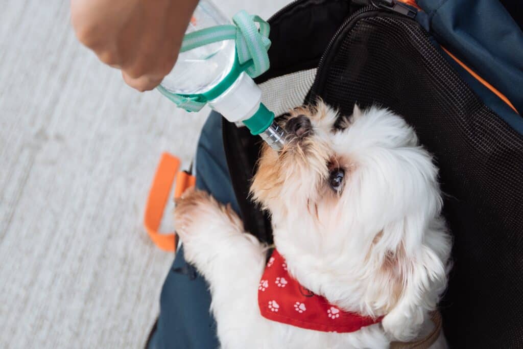 Provide your dog with clean water to prevent constipation