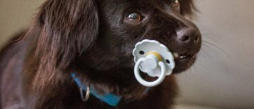 Puppy pacifier